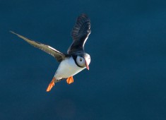 Puffin